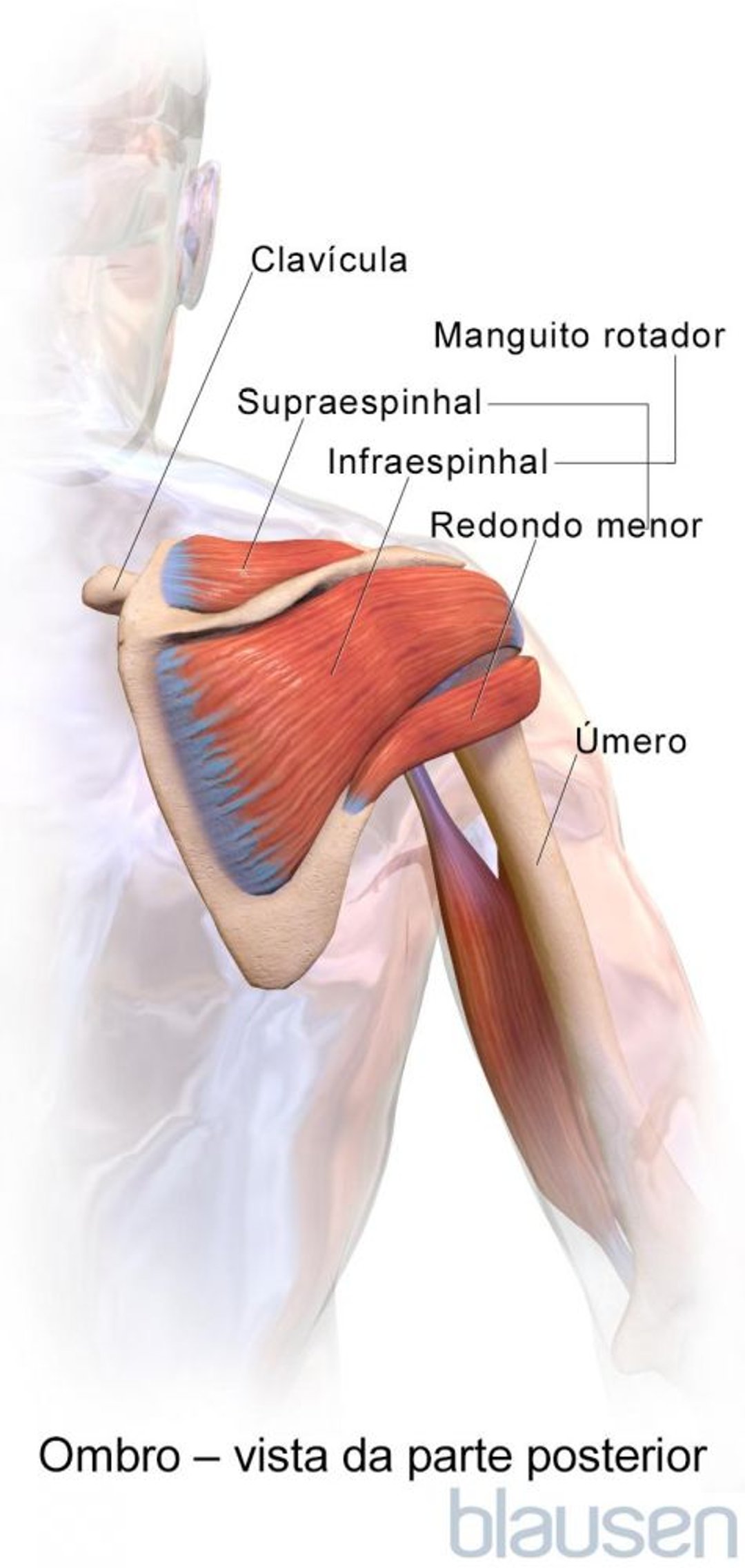 Ombro (vista da parte posterior)