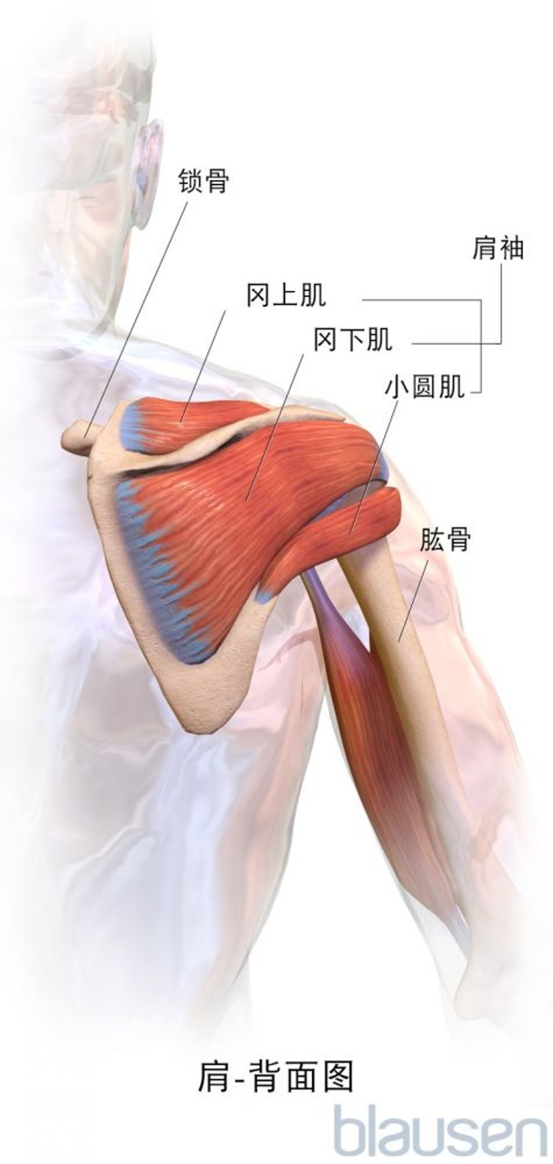 肩部（后视图）