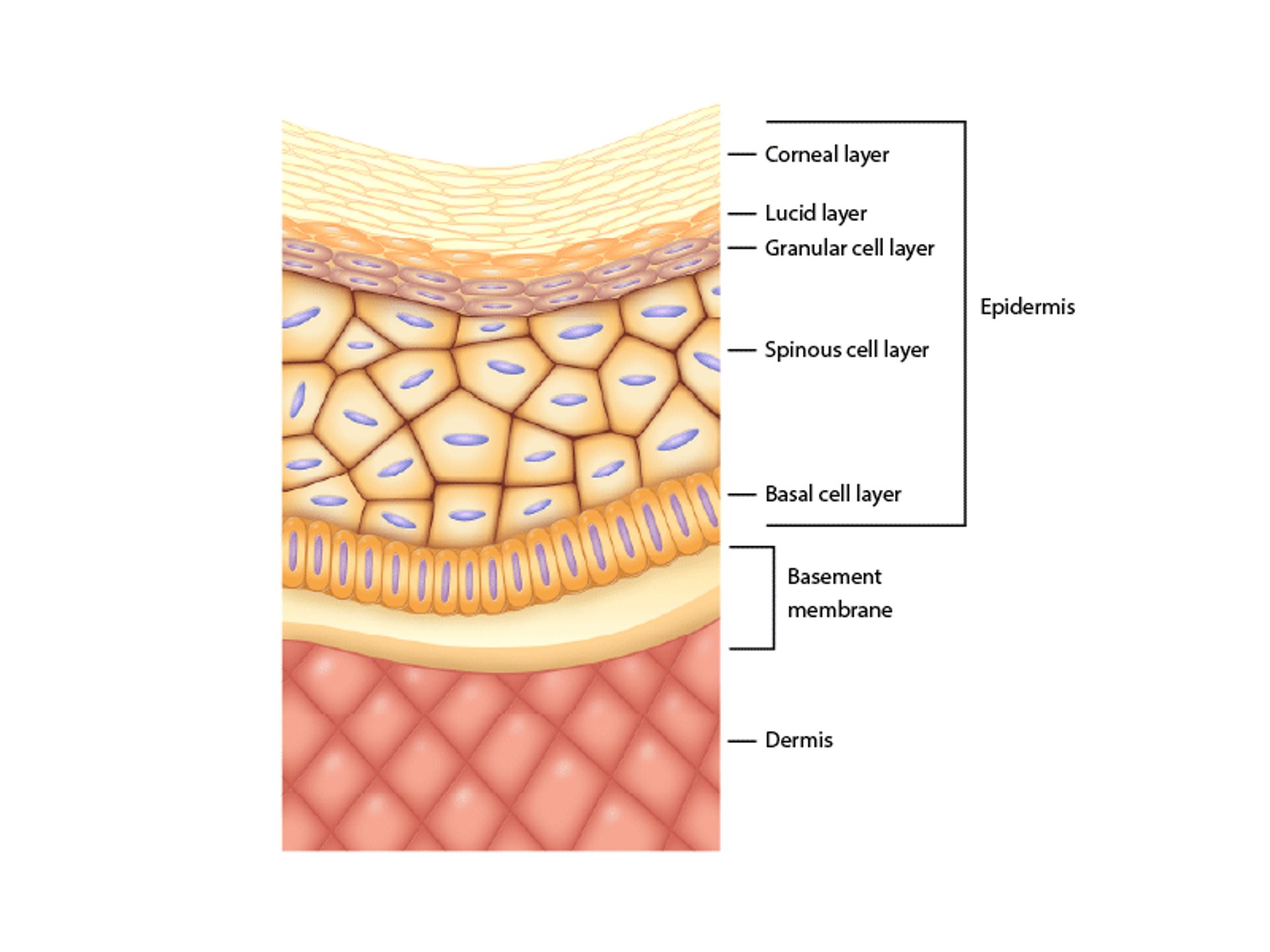 Layers of the Skin