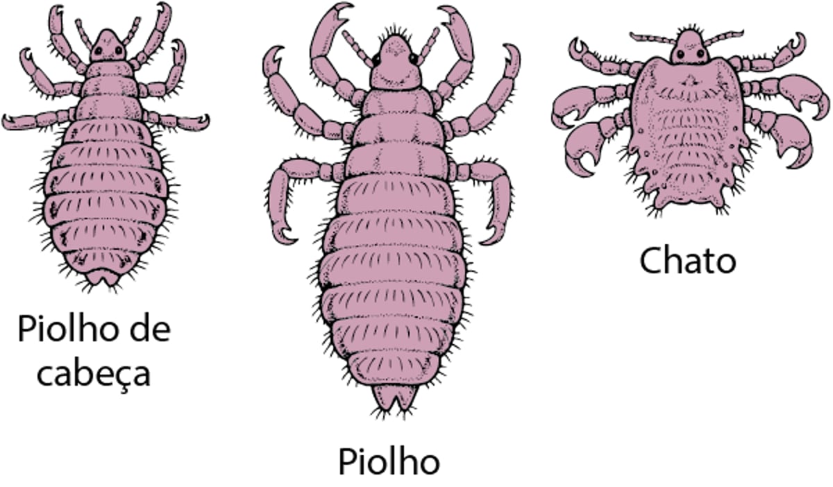 Olhando o piolho de perto