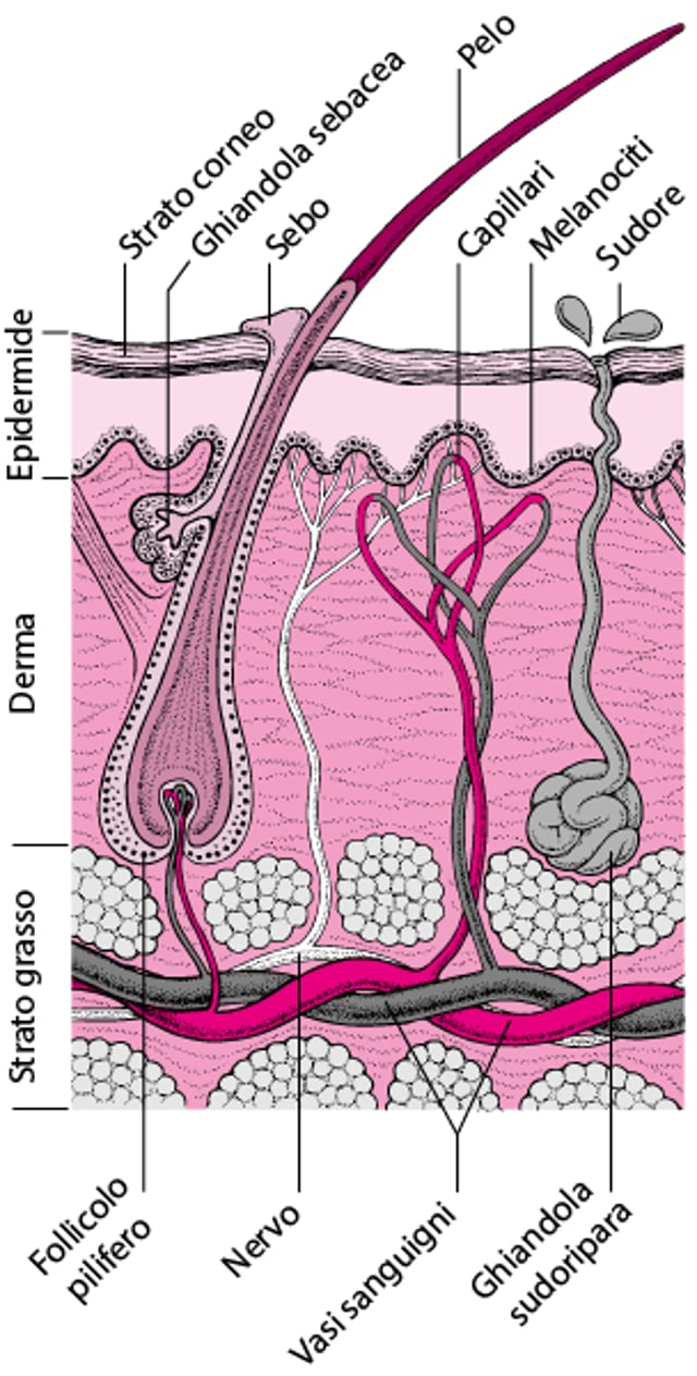 Strutture presenti sotto la cute