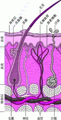 皮肤的结构和功能 - 皮肤病 - 《默沙东诊疗手册大众版》