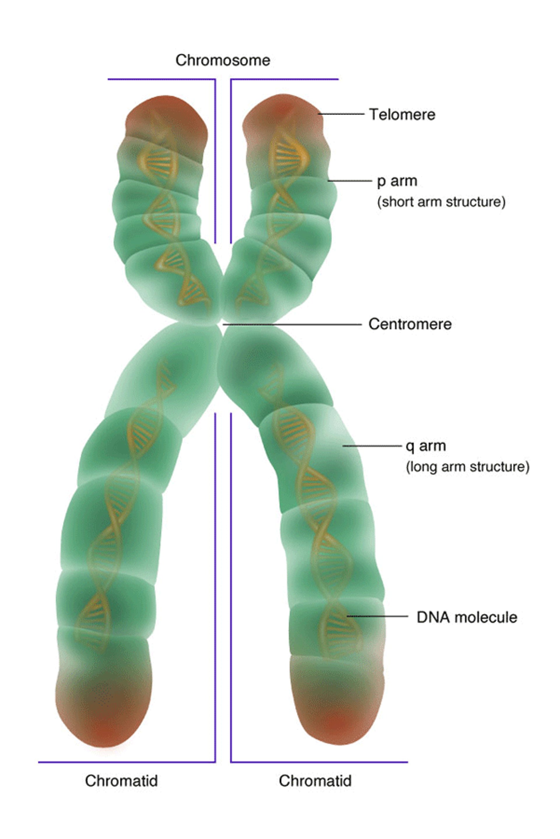 Estructura de un cromosoma