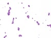 Bactéries staphylocoques