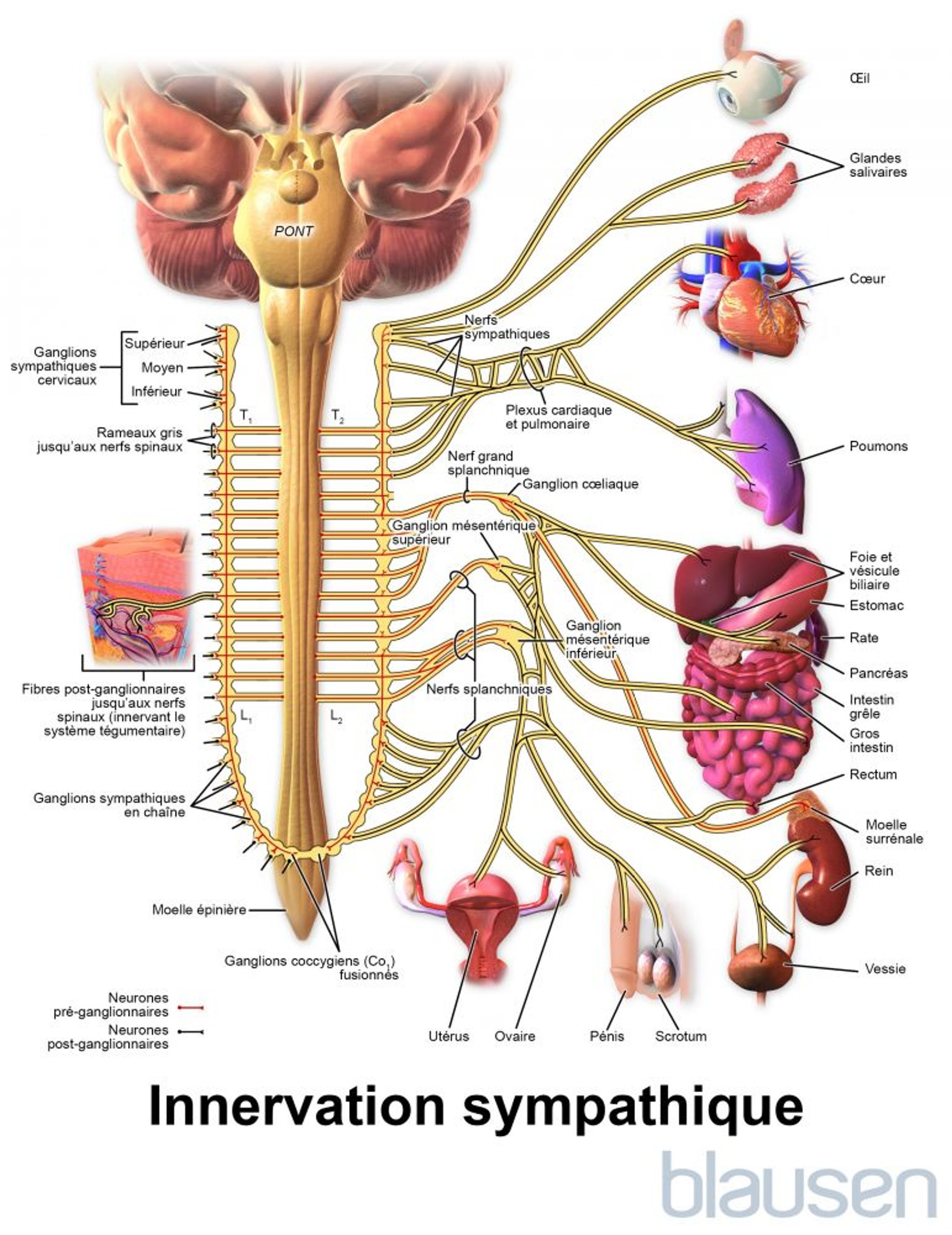 Innervation sympathique