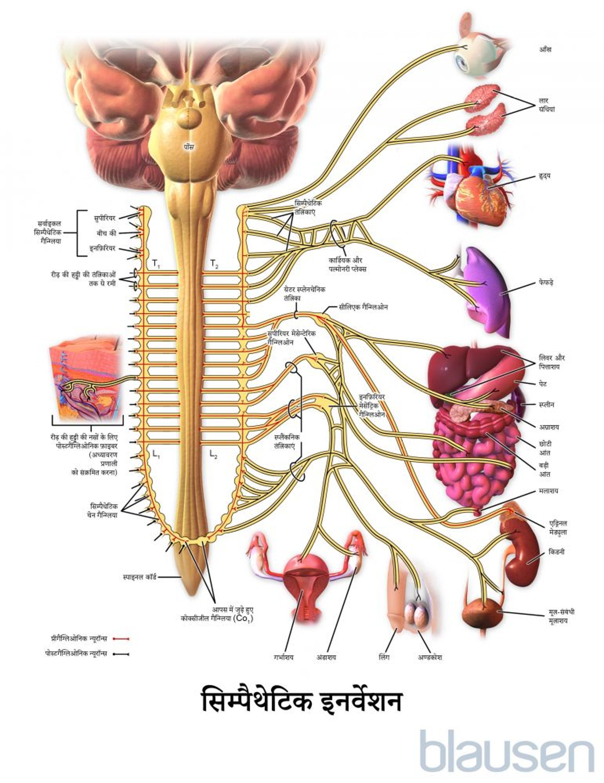 सिम्पैथेटिक इनर्वेशन