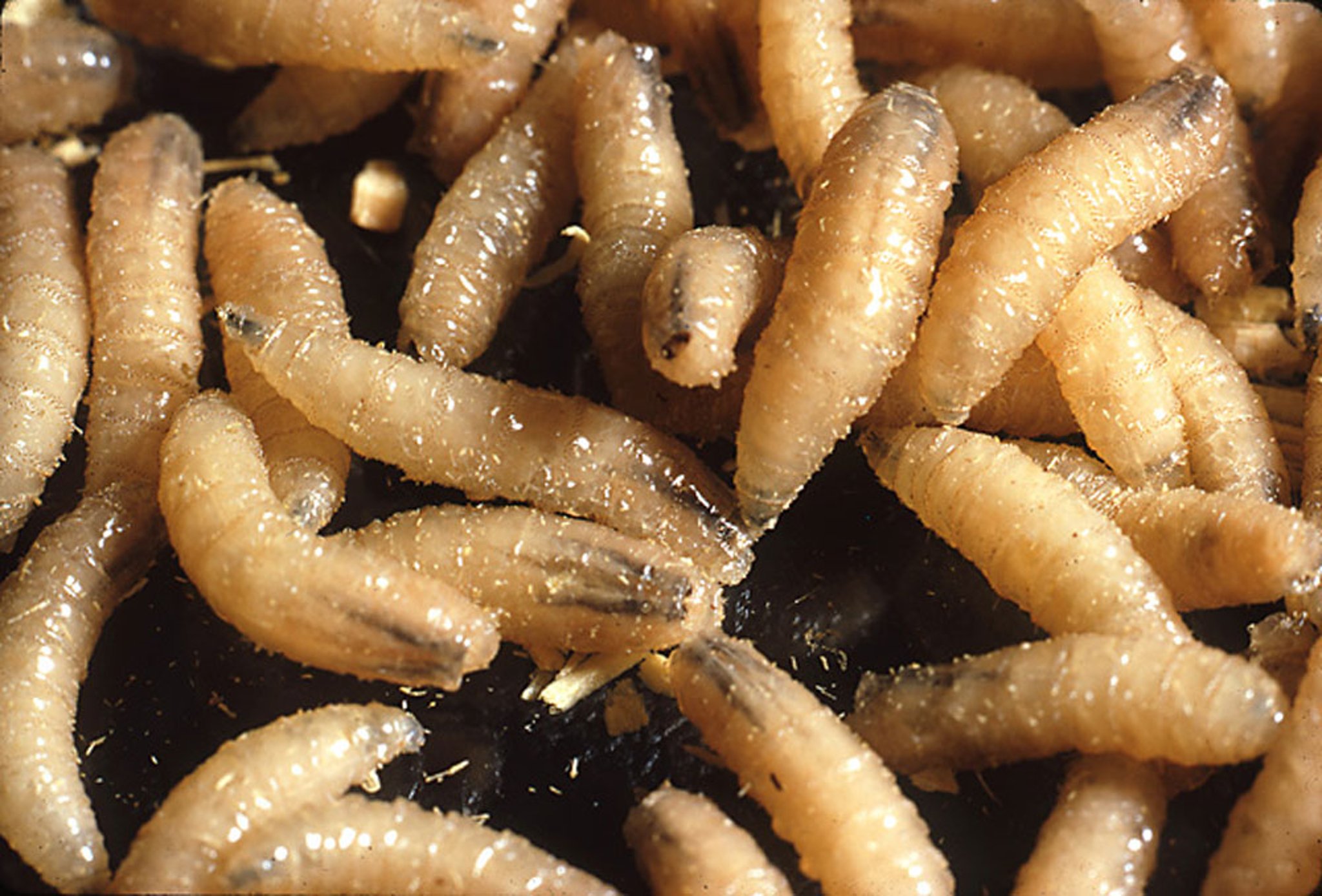 New World Screwworm Larvae (Maggots)