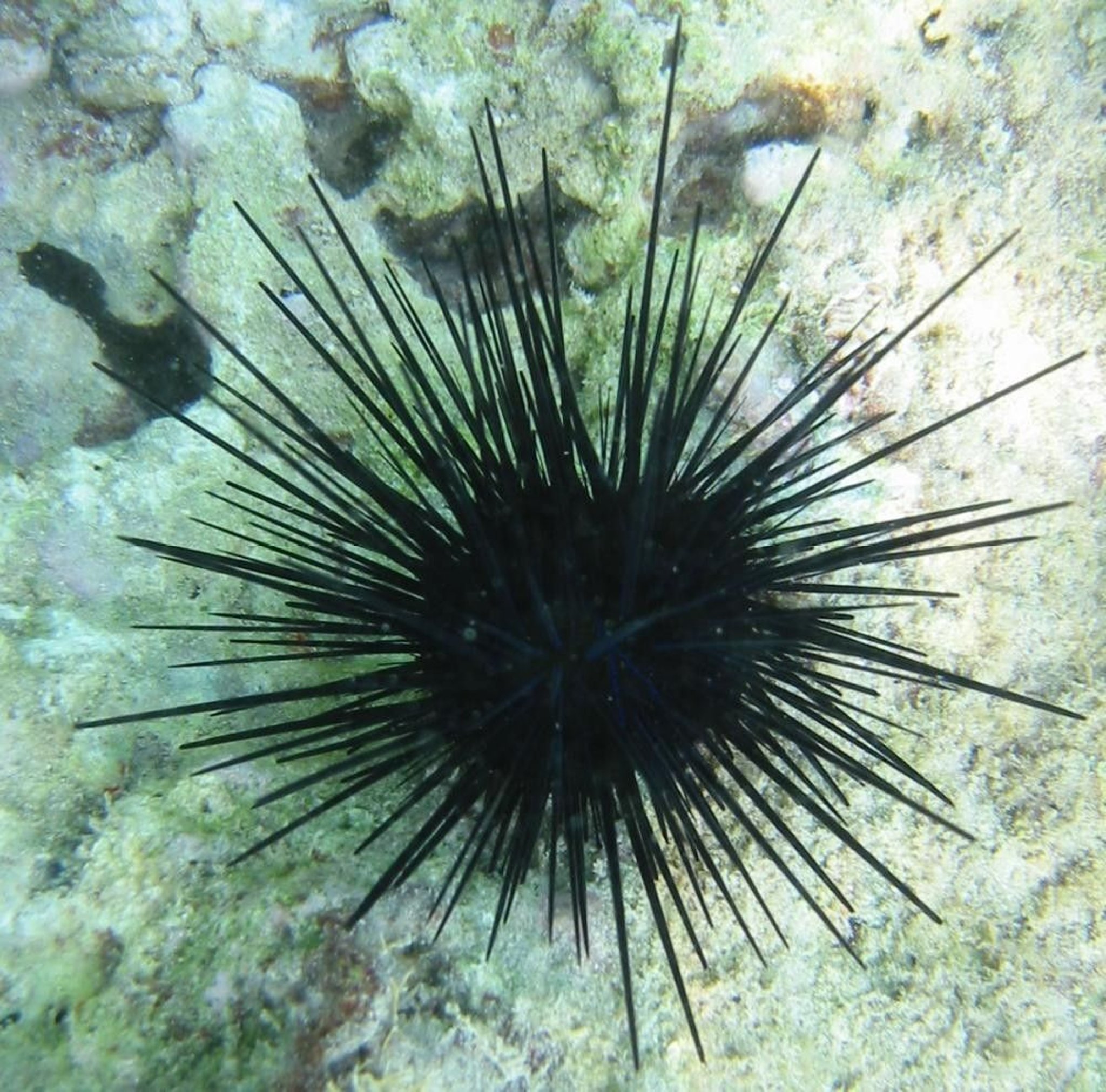 Urchin wa Baharini
