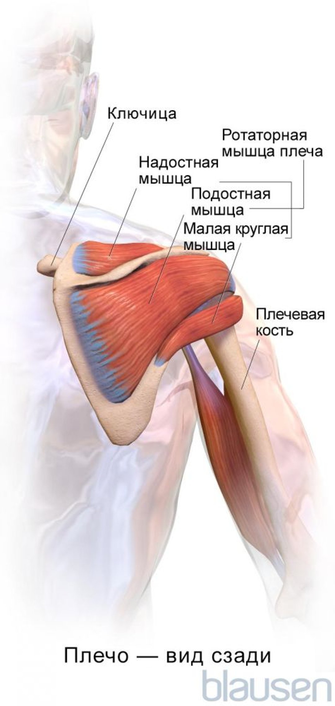 Плечо (вид сзади)