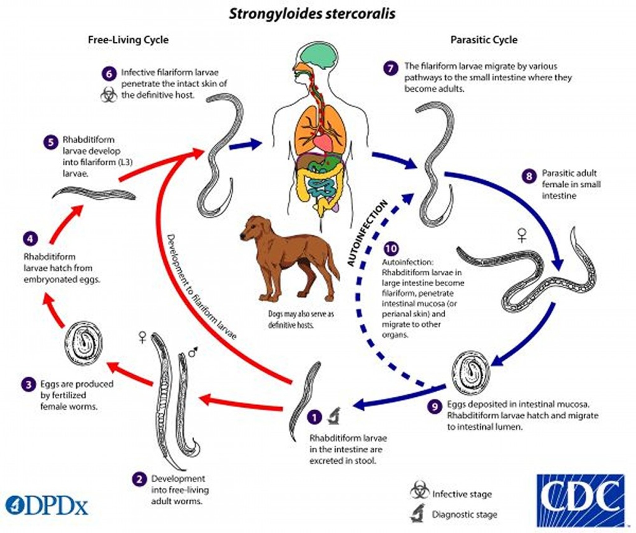 Ciclo de vida de <i >Strongyloides stercoralis</i>