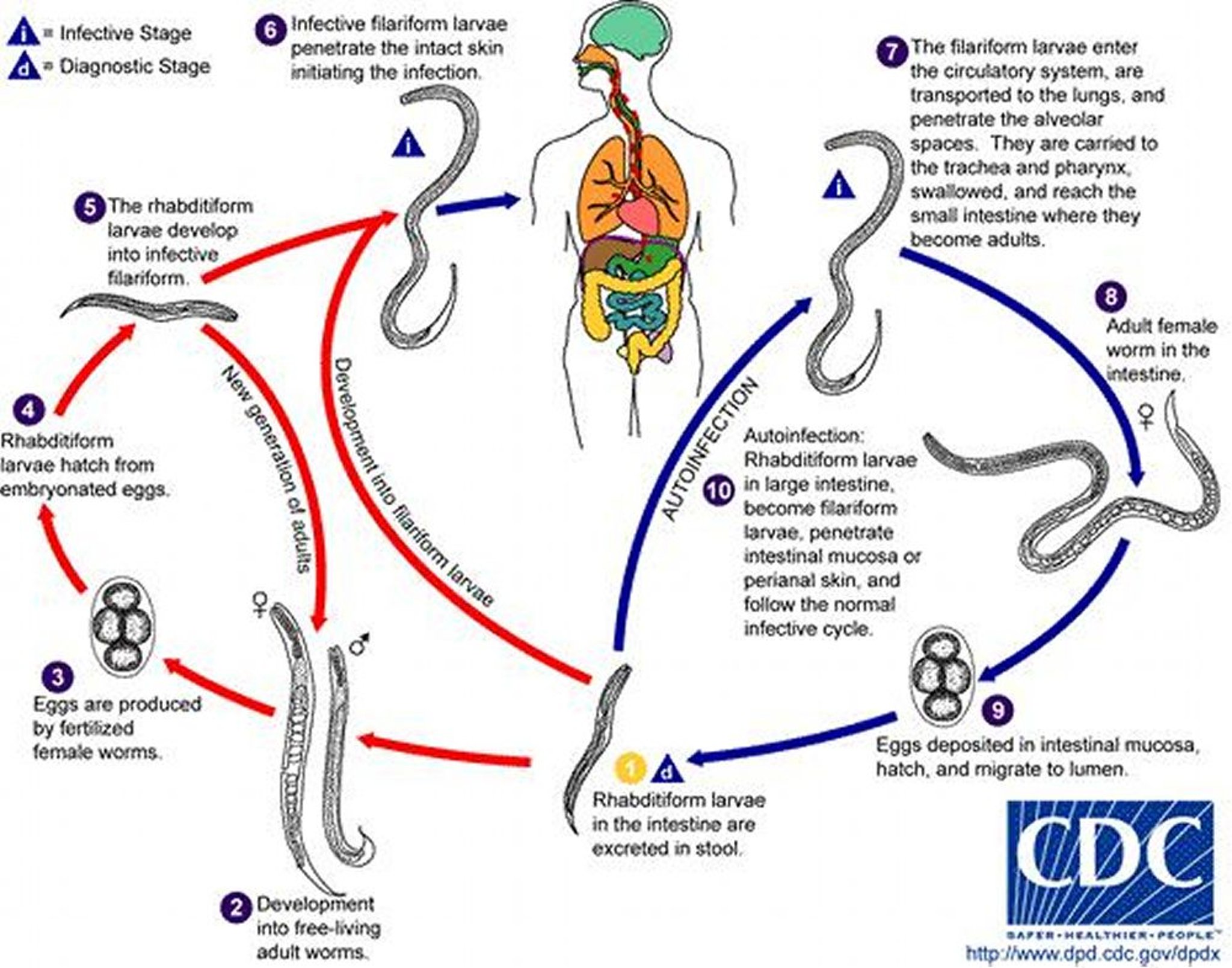 Ciclo vitale di <i >Strongyloides</i> (verme filiforme)