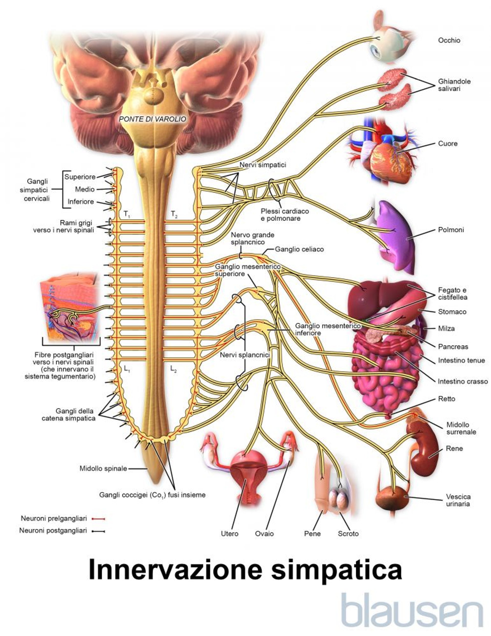 Innervazione simpatica