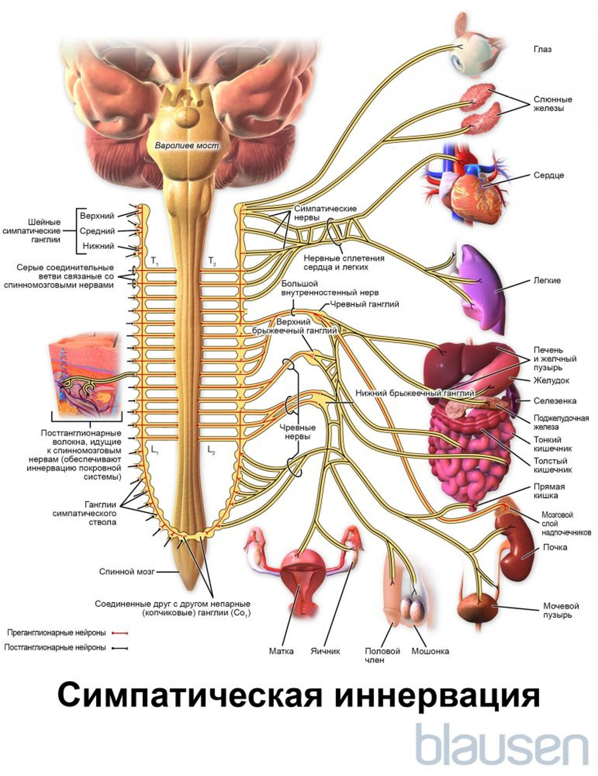 Симпатическая иннервация