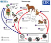 Life Cycle of Toxocara