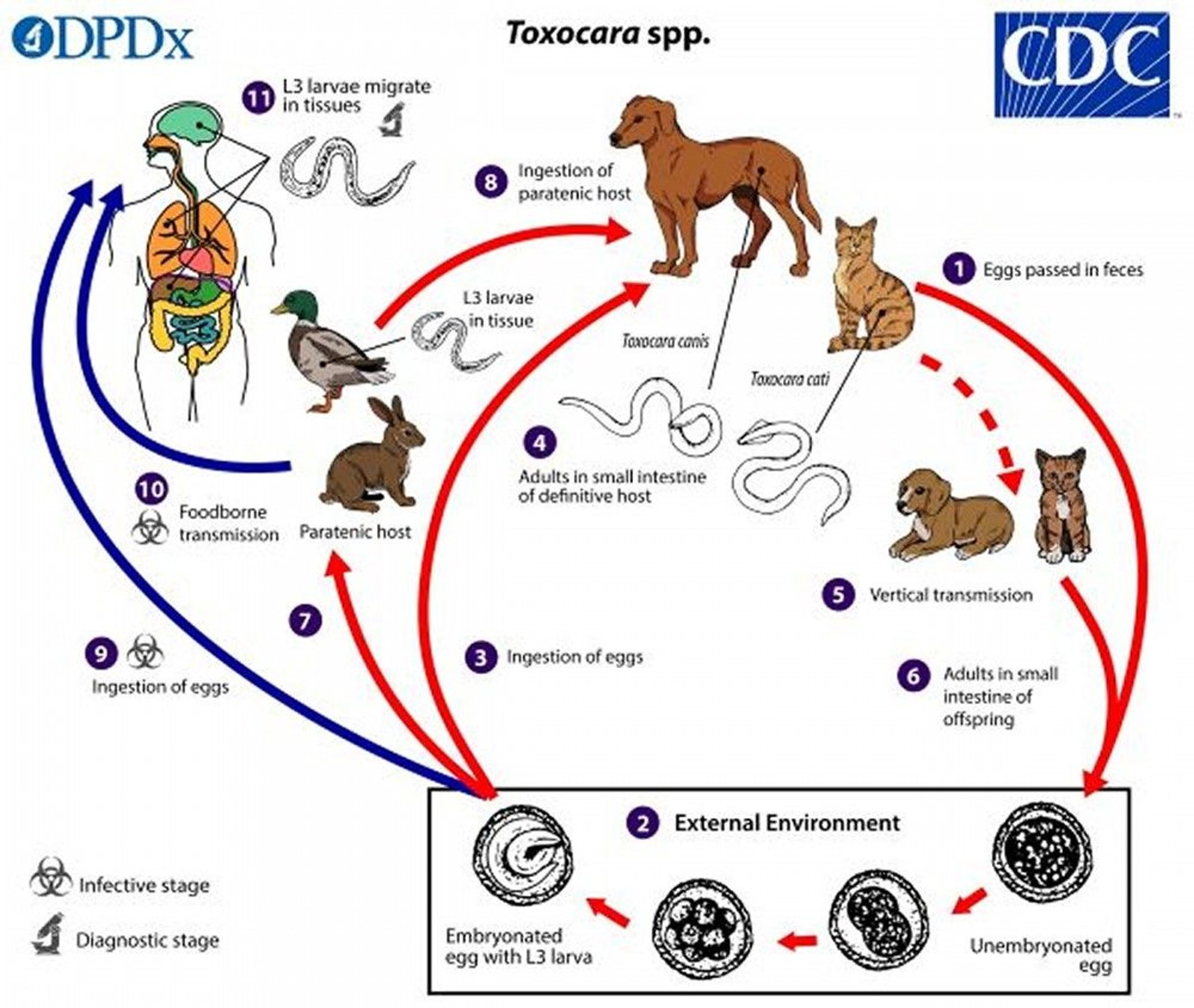 Life Cycle of the <i >Toxocara</i> Roundworm