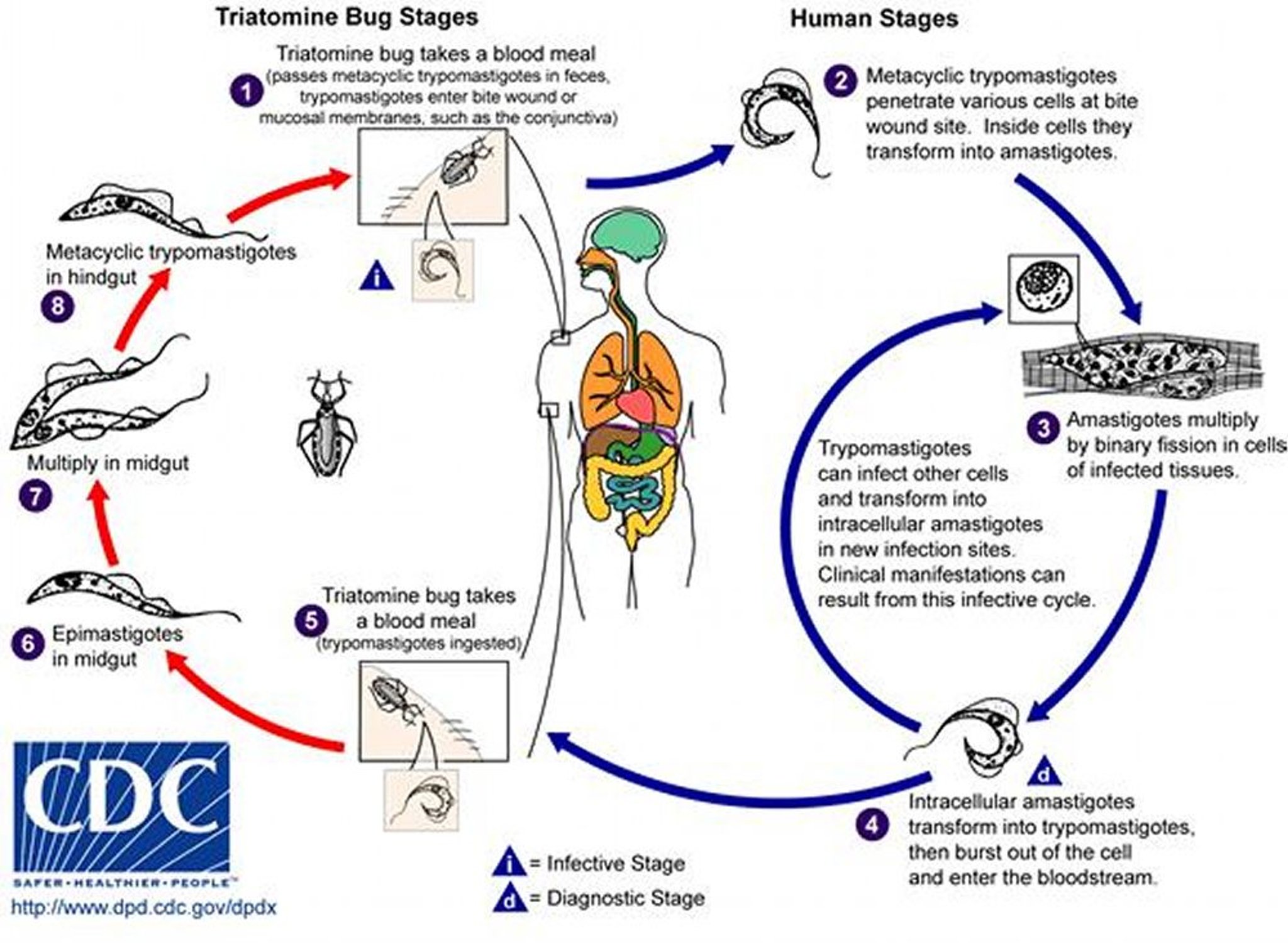 Ciclo de vida do <i >Trypanosoma cruzi</i>