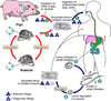 Ciclo vitale del nematode Trichinella