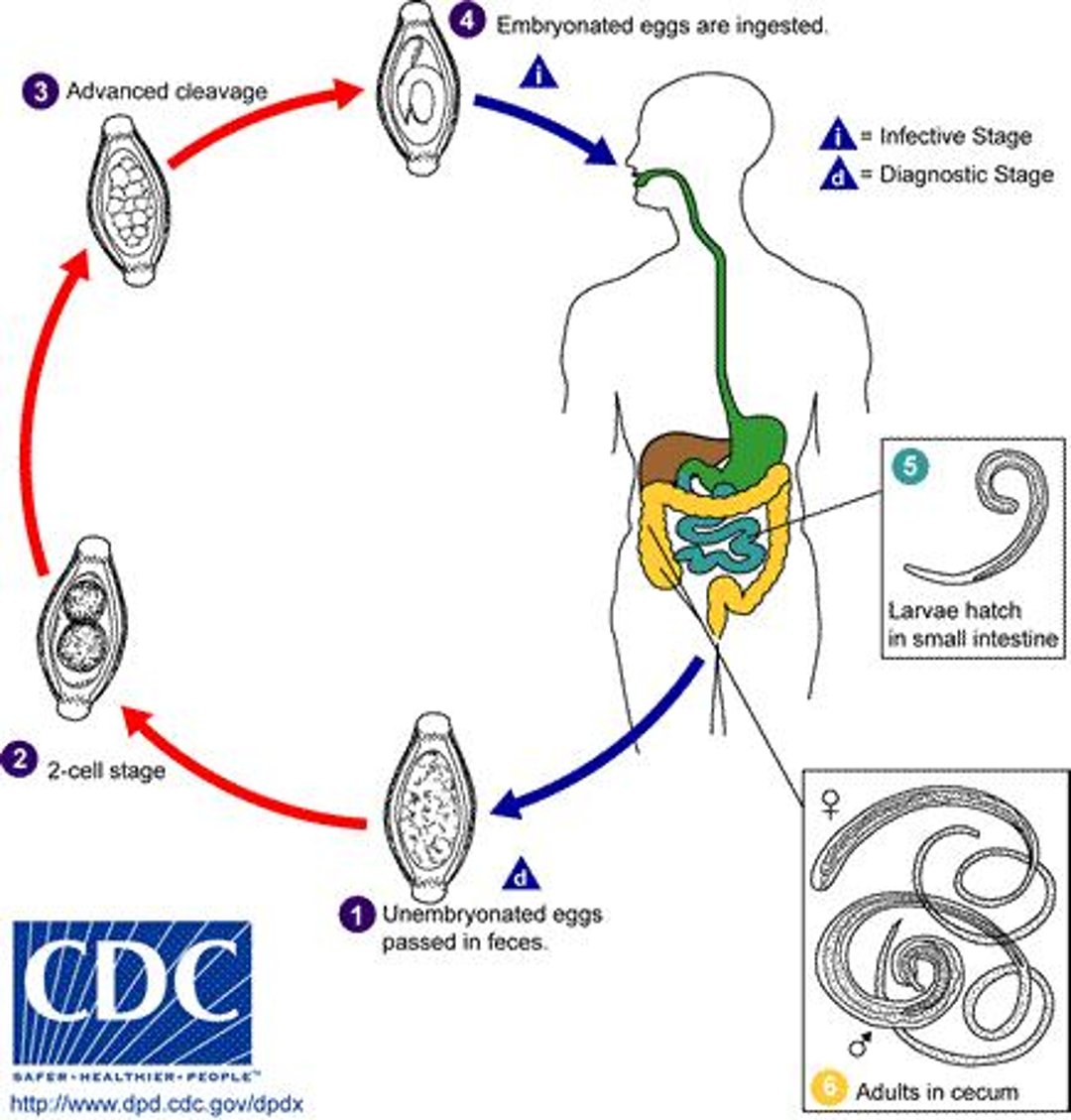 Ciclo vitale del tricocefalo