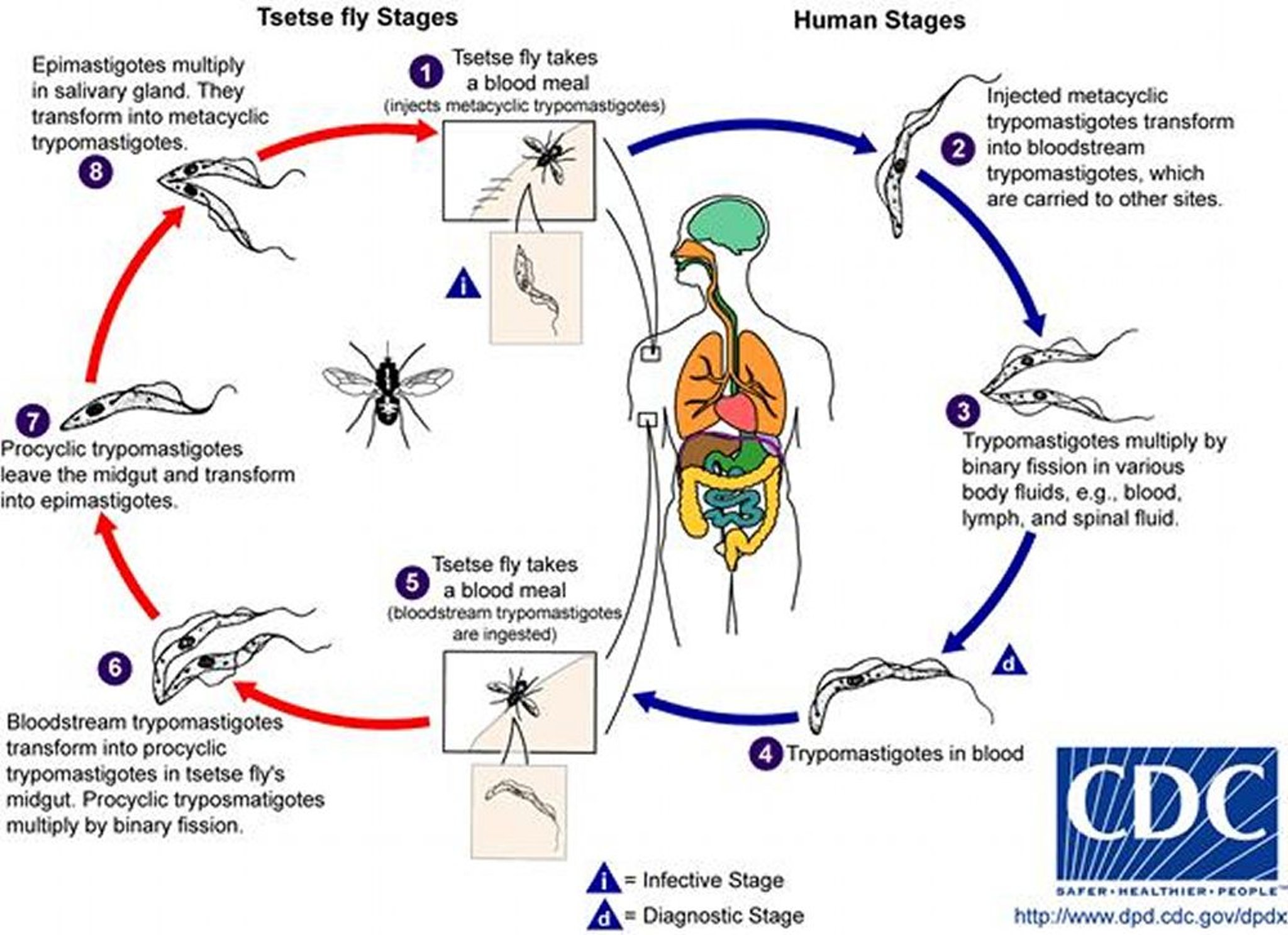 Cycle de vie de <i >Trypanosoma brucei gambiense</i> et de <i >Trypanosoma brucei rhodesiense</i>