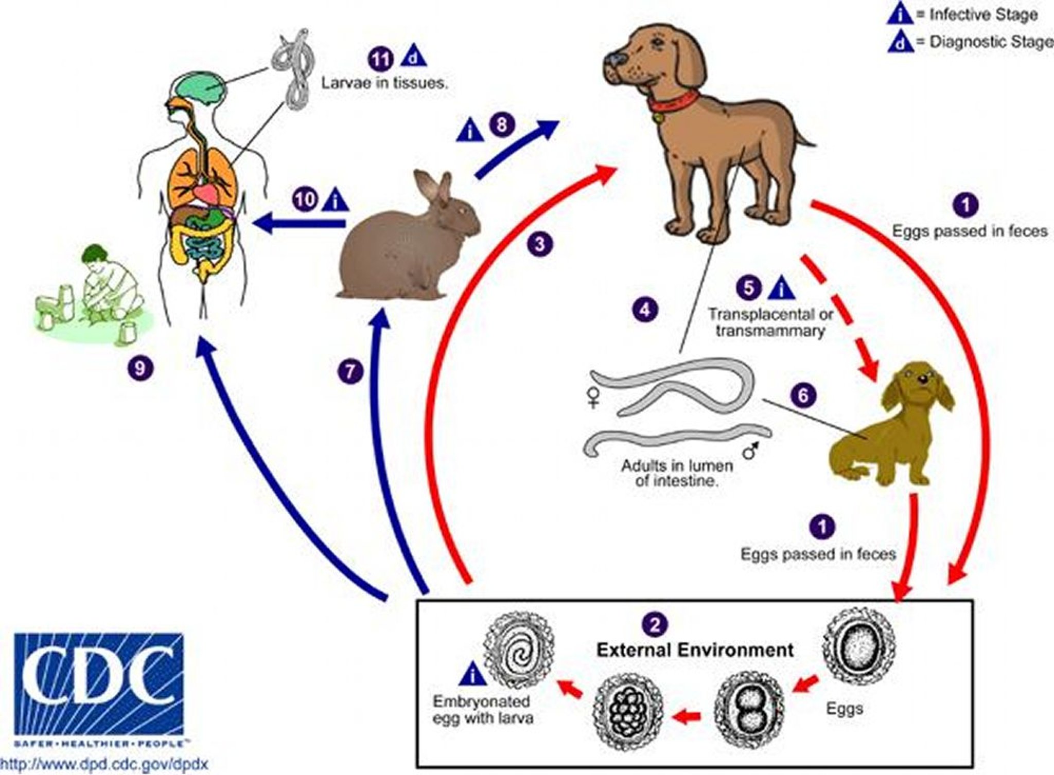 Ciclo vitale del nematode <i >Toxocara</i>