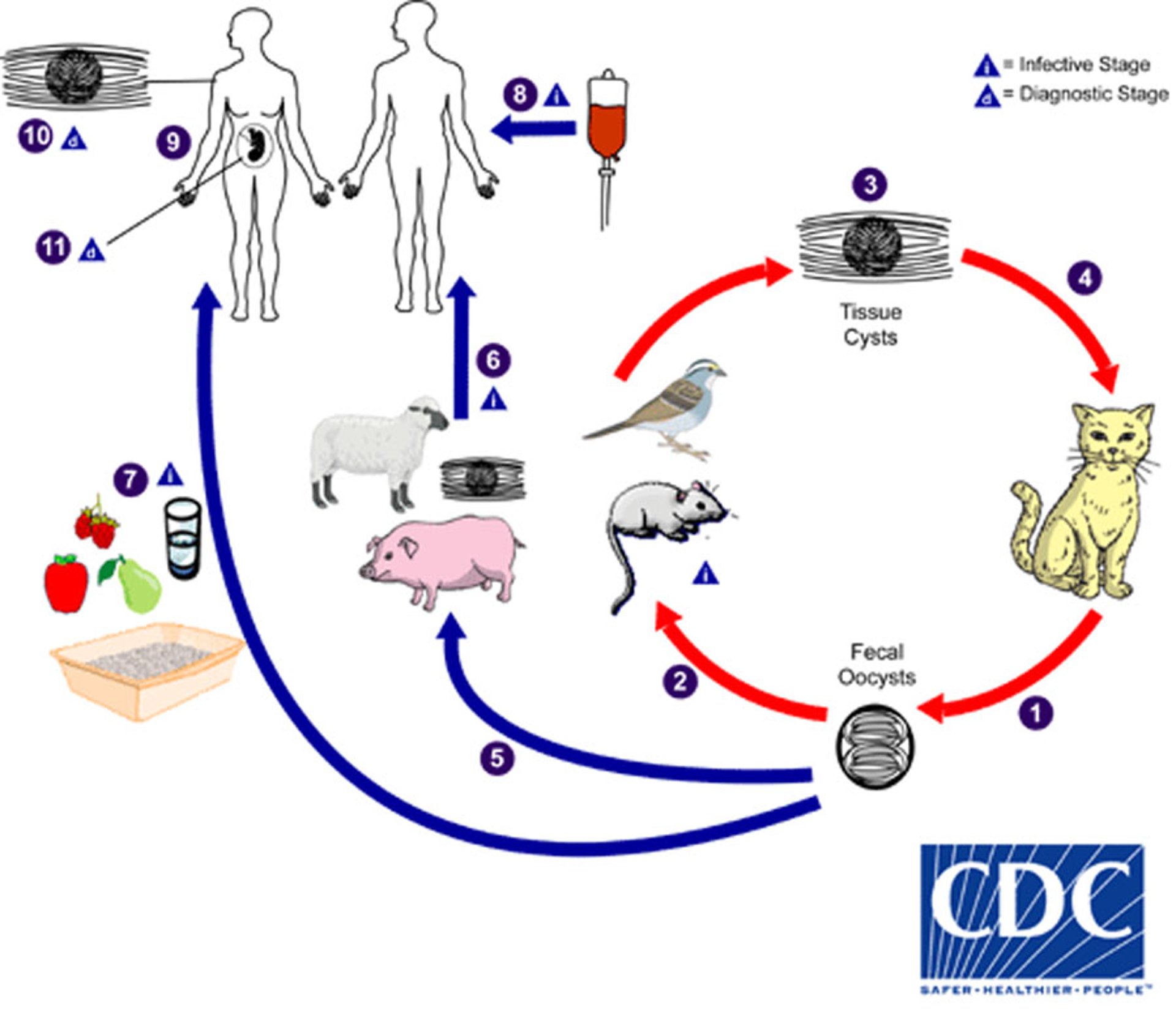Ciclo de vida de <i >Toxoplasma gondii</i>