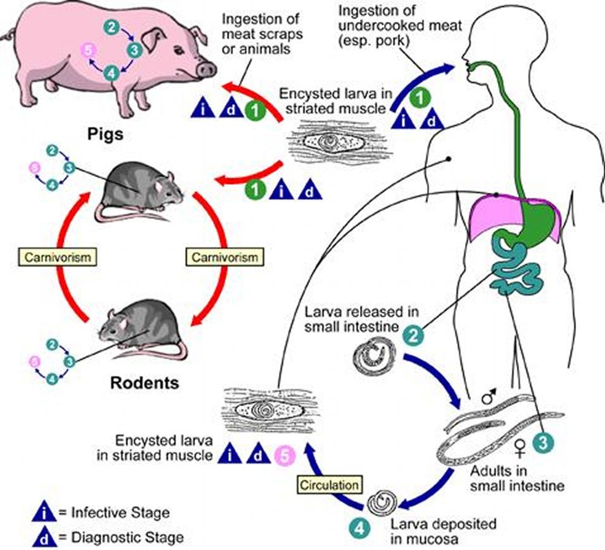 Жизненный цикл круглого червя <i >Trichinella</i>