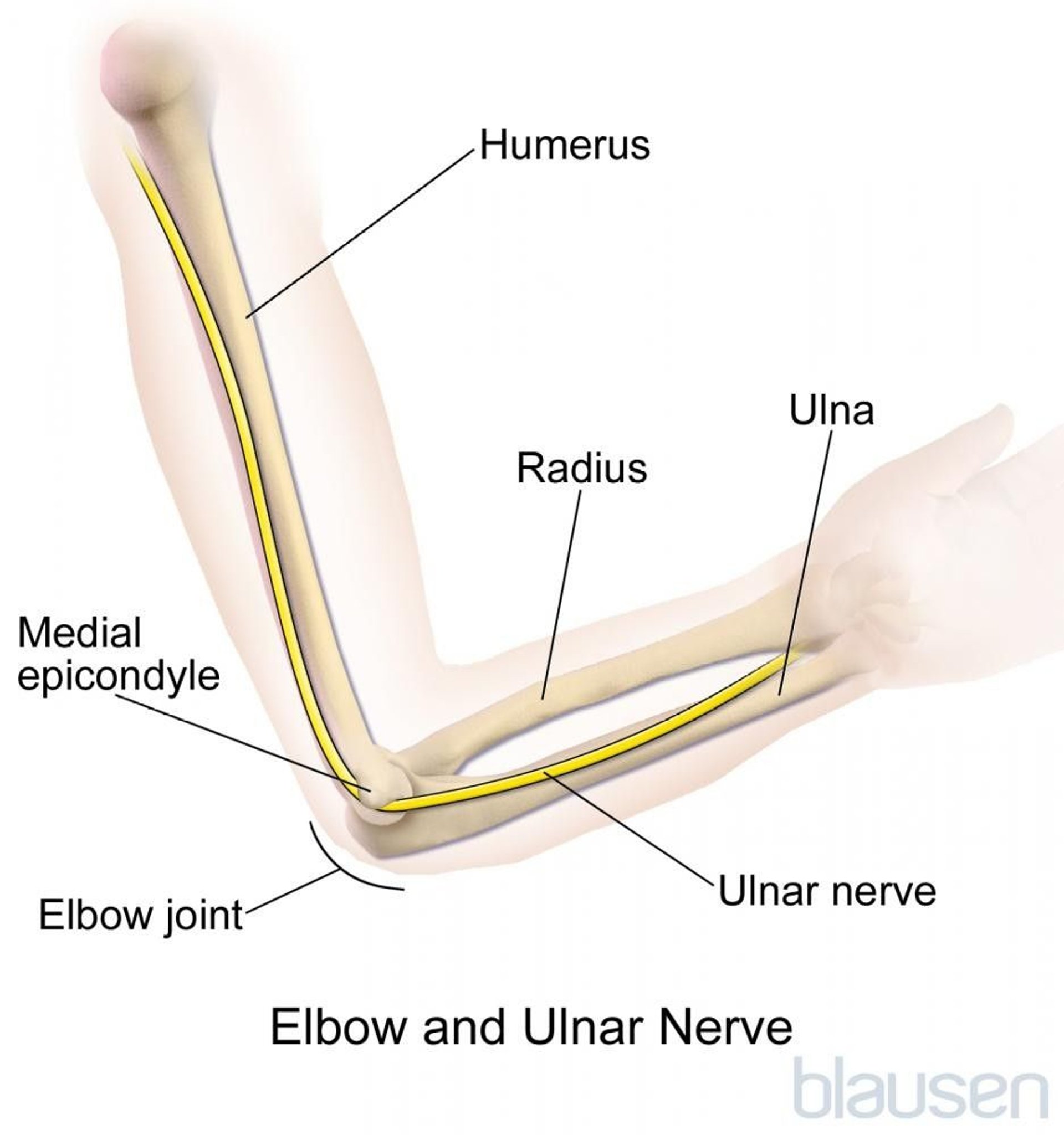 Ulnar Nerve