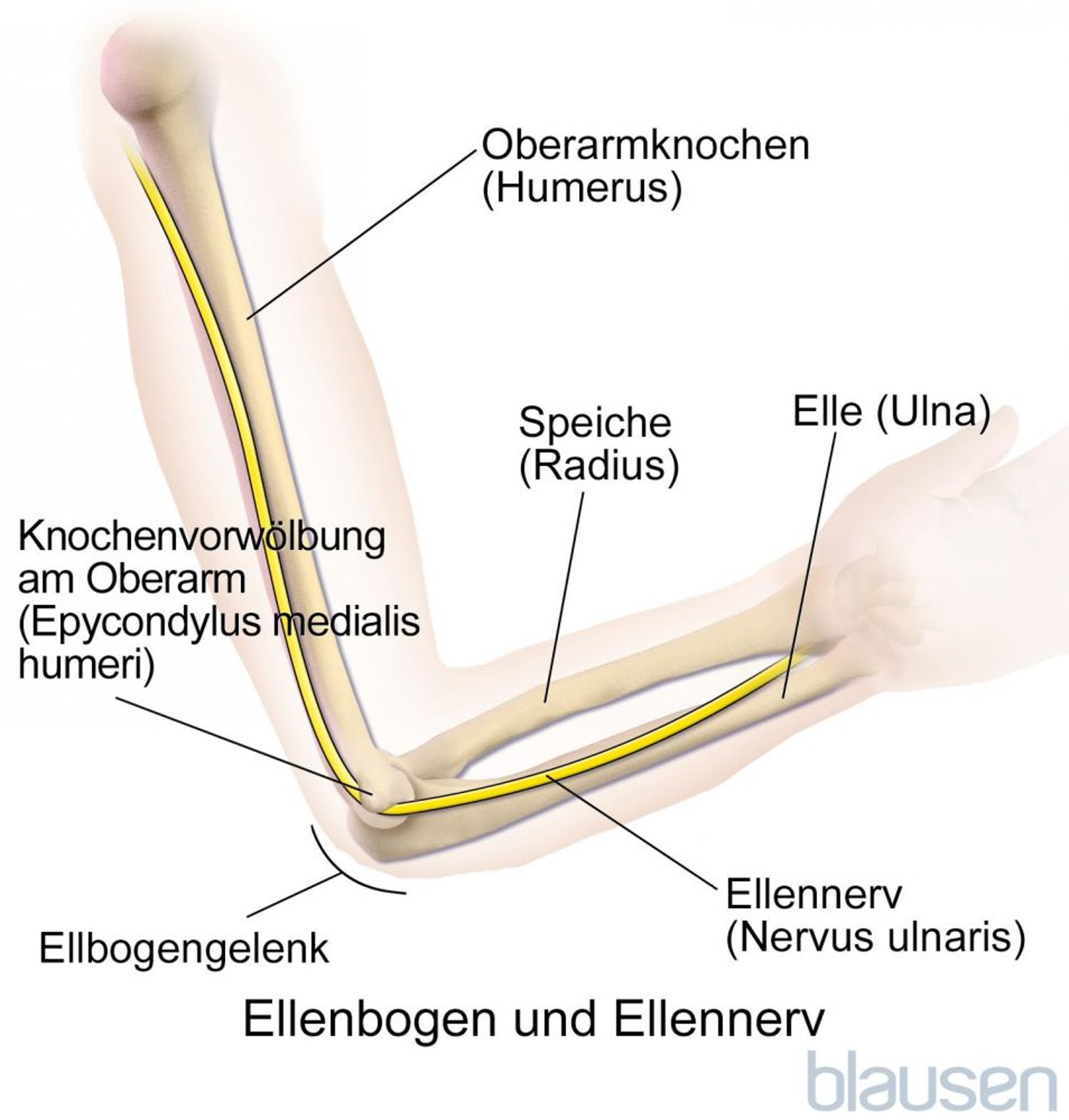 Ellennerv