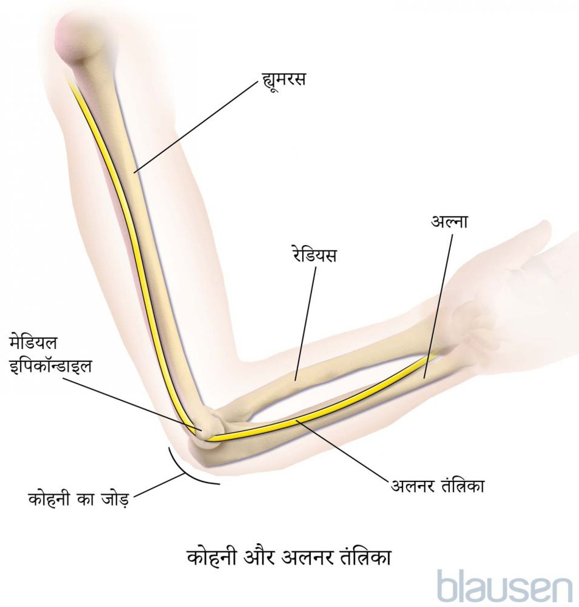 अलनर तंत्रिका