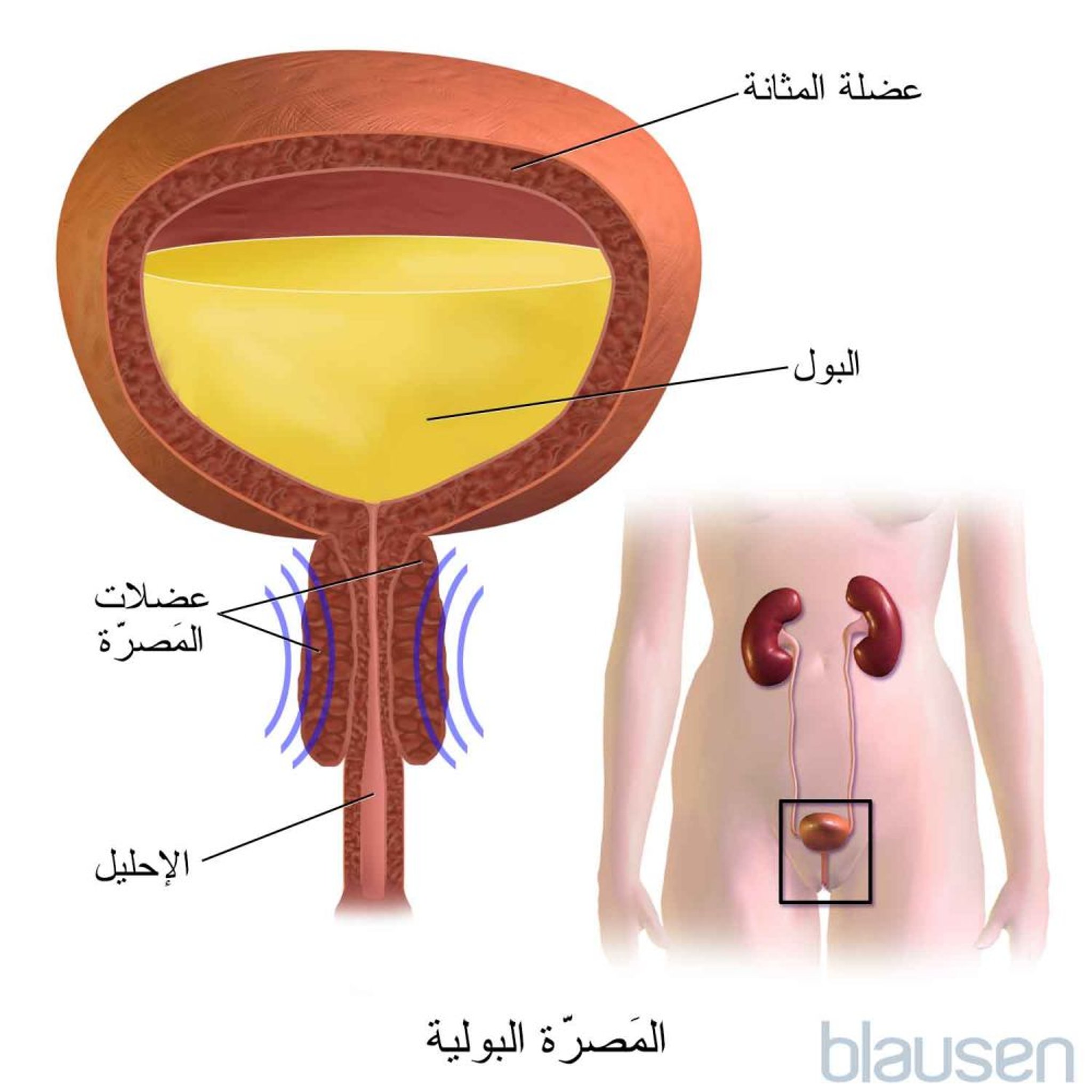 المَصرَّة البوليَّة