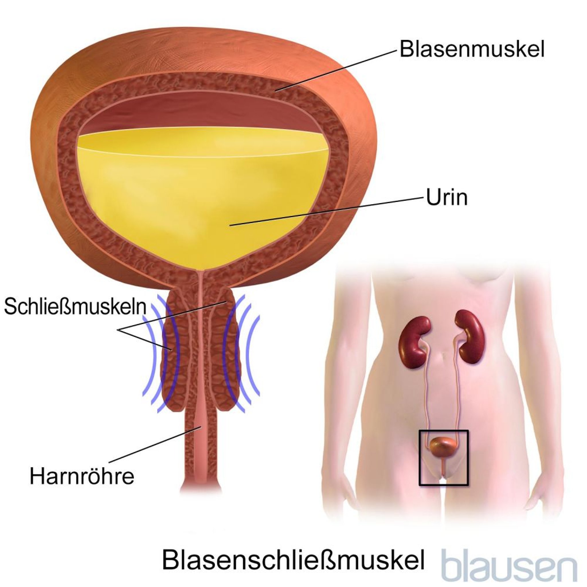 Blasenschließmuskel