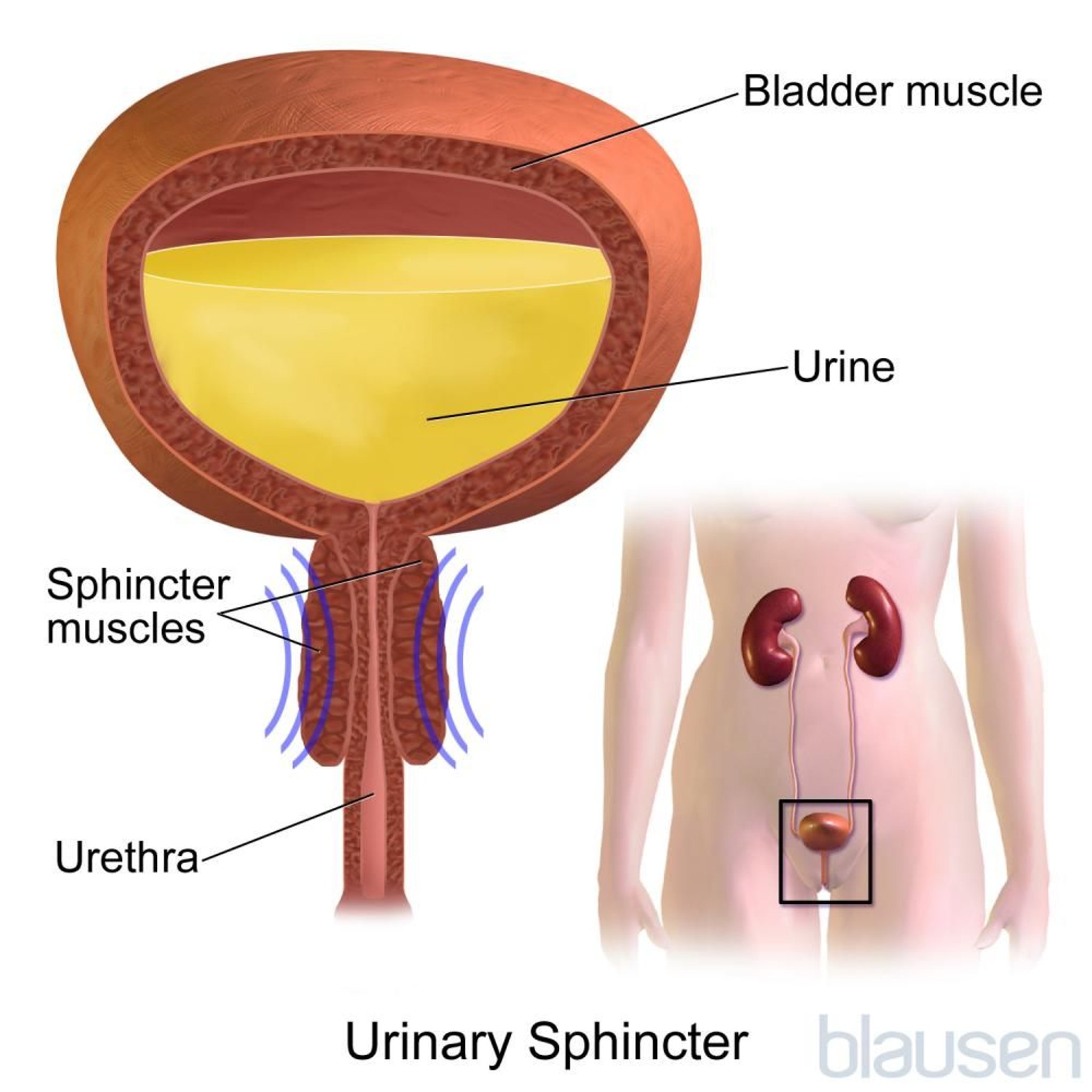 Esfínter urinario