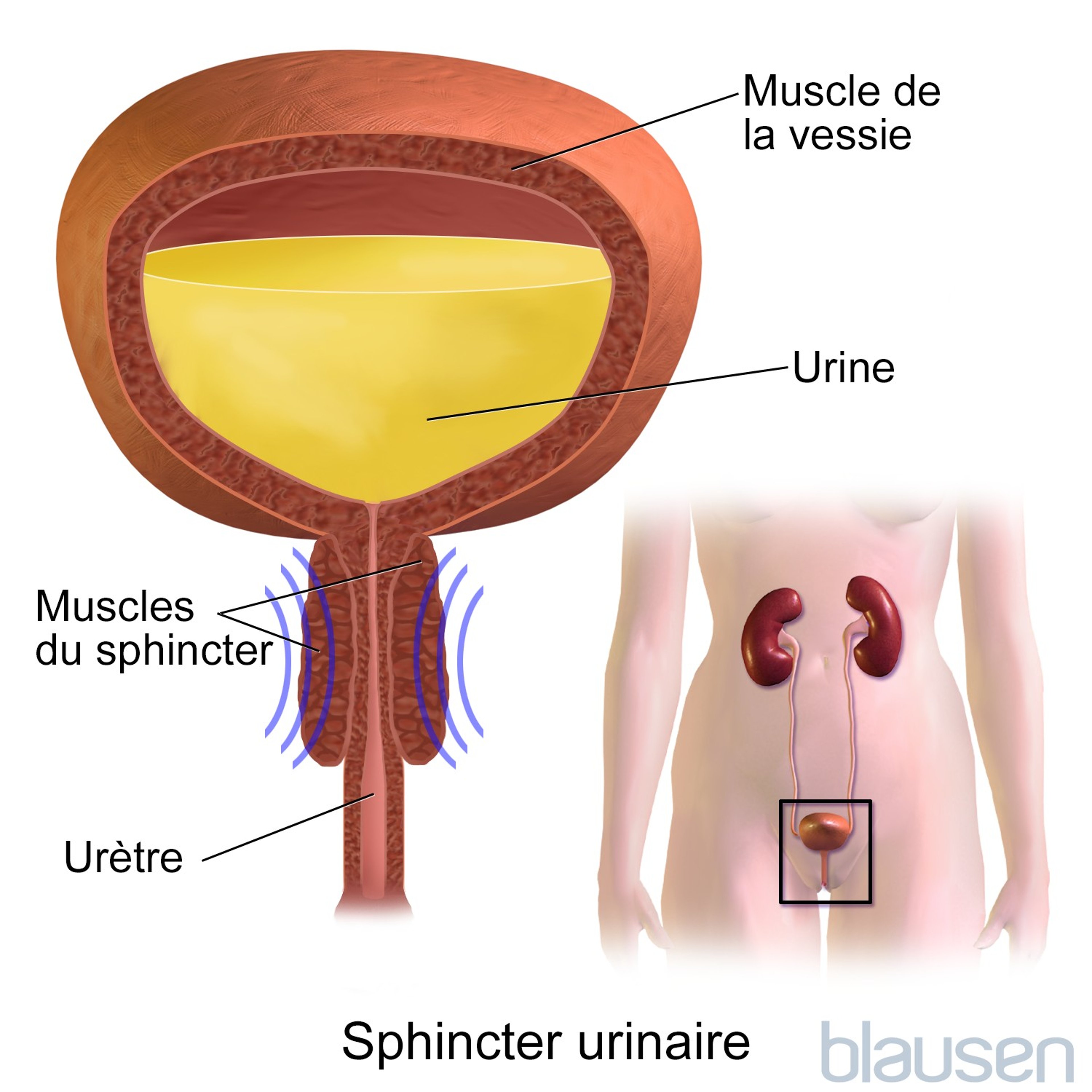 Sphincter urinaire