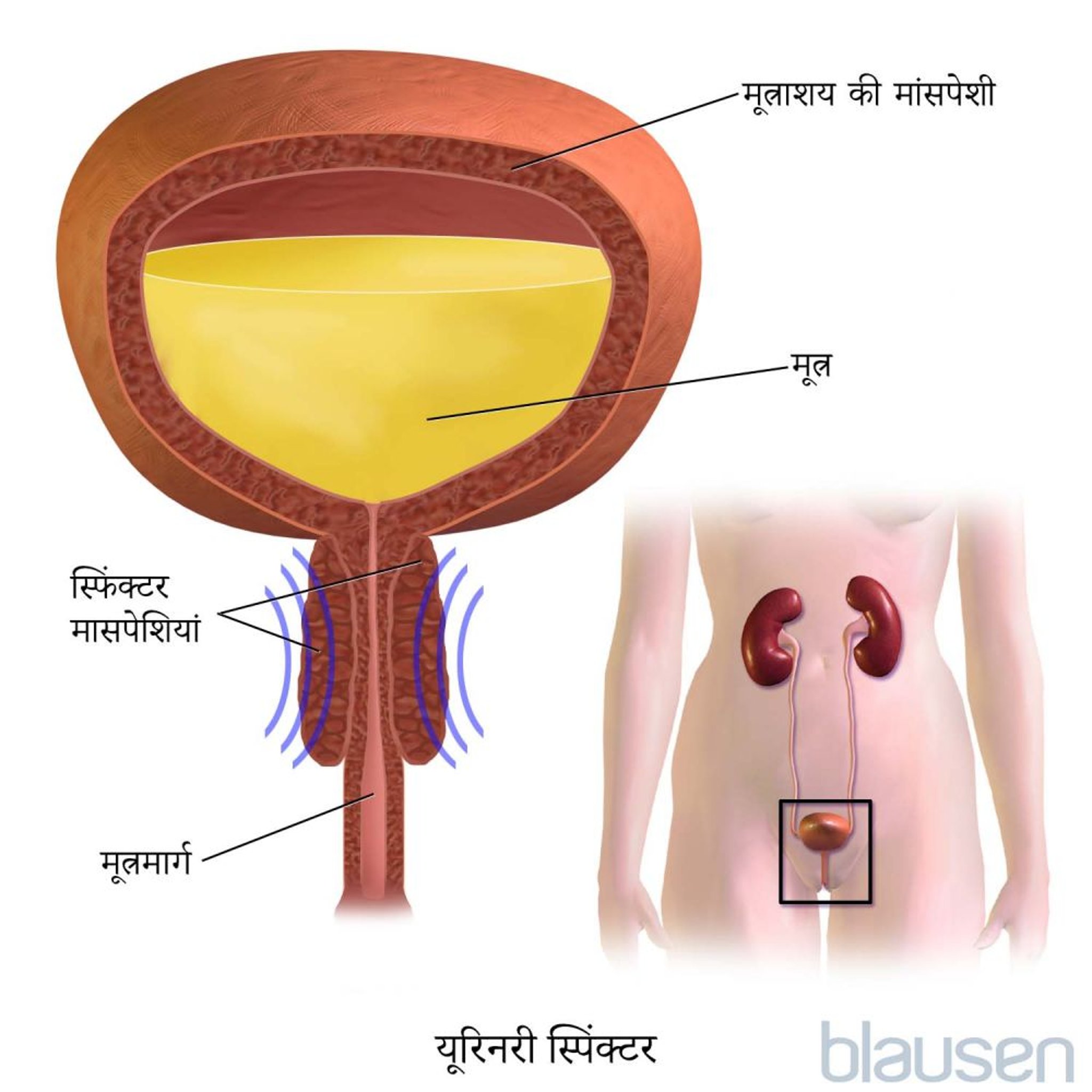 यूरिनरी स्पिंक्टर