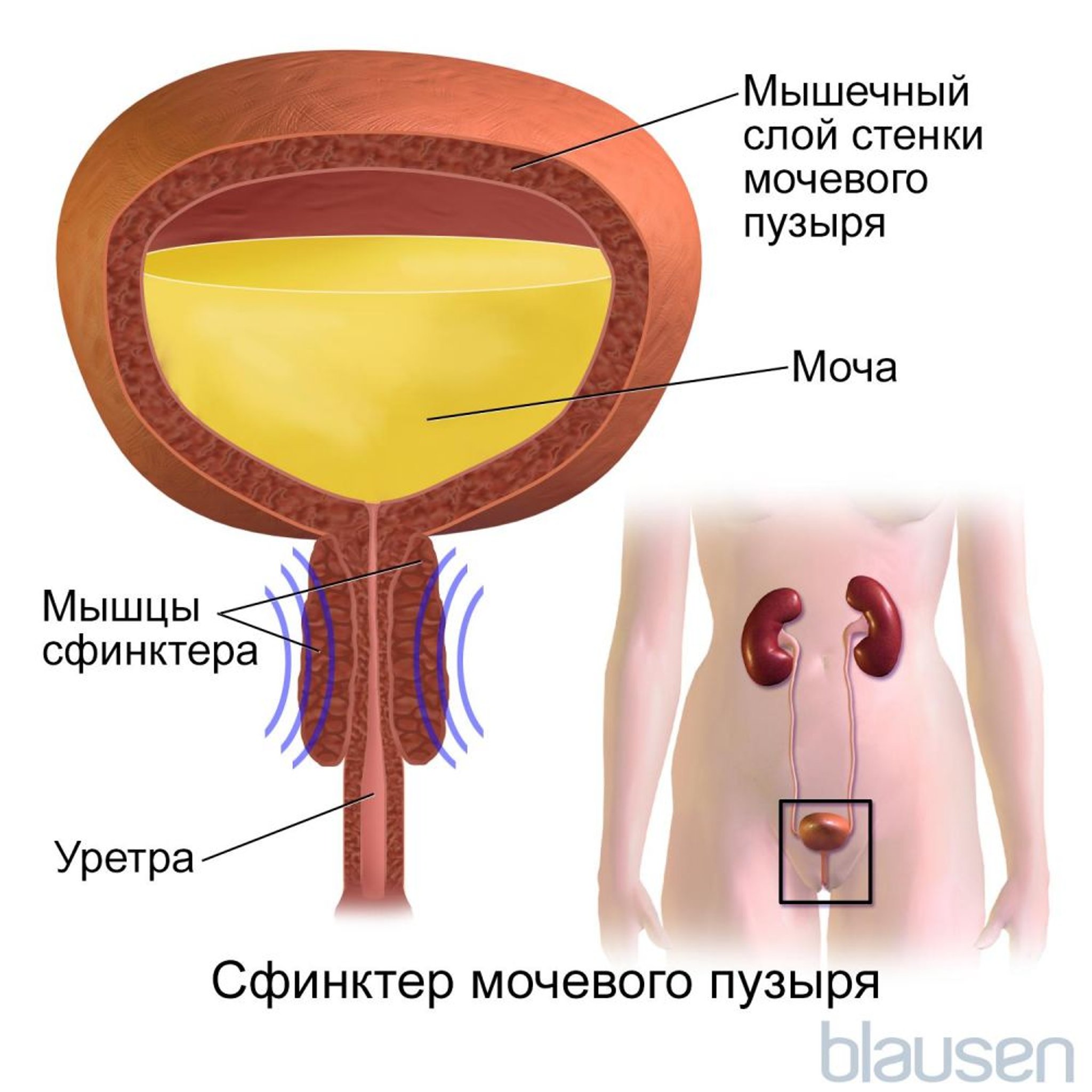 Сфинктер мочевого пузыря