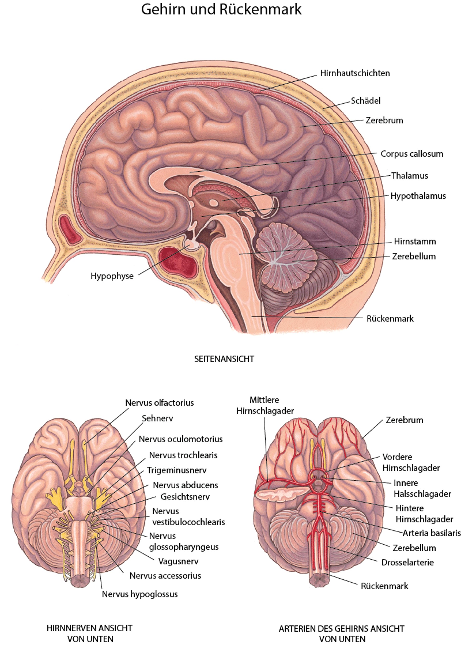Gehirn: Nerven und Arterien
