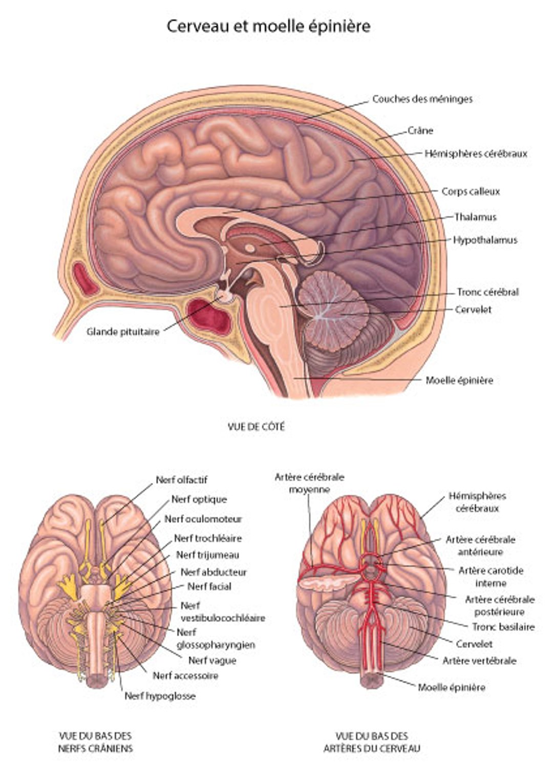 Cerveau : Nerfs et artères