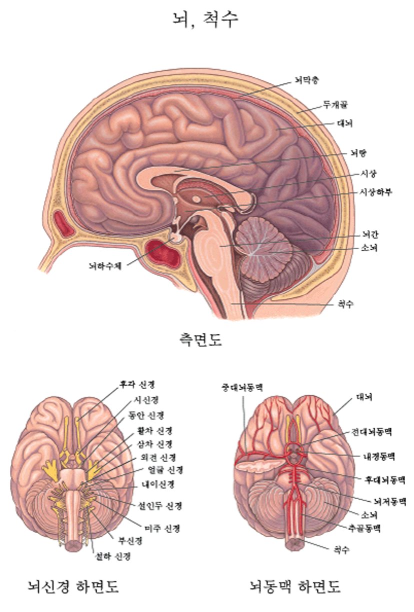뇌: 신경 및 동맥