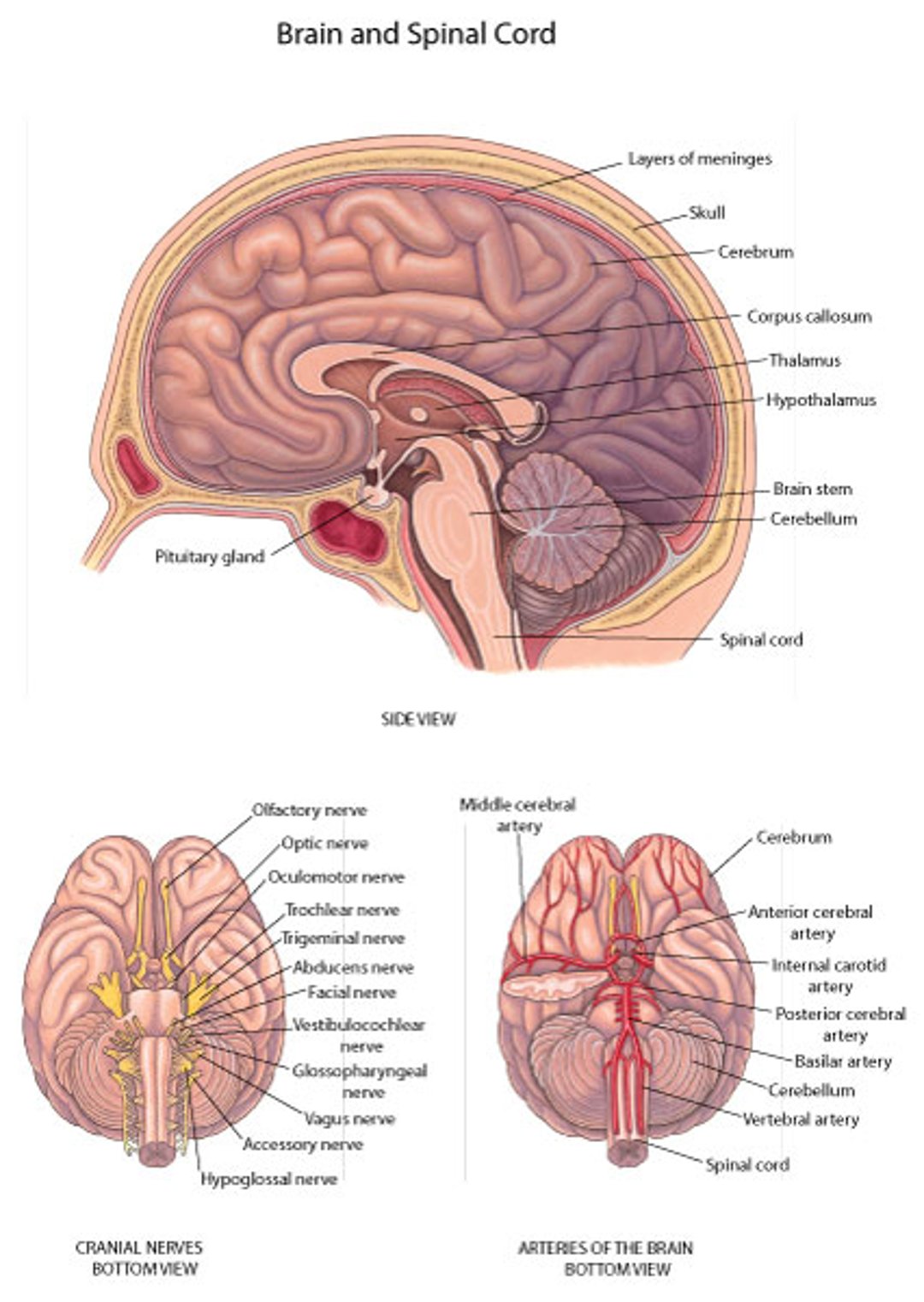 Головной мозг: Нервы и артерии