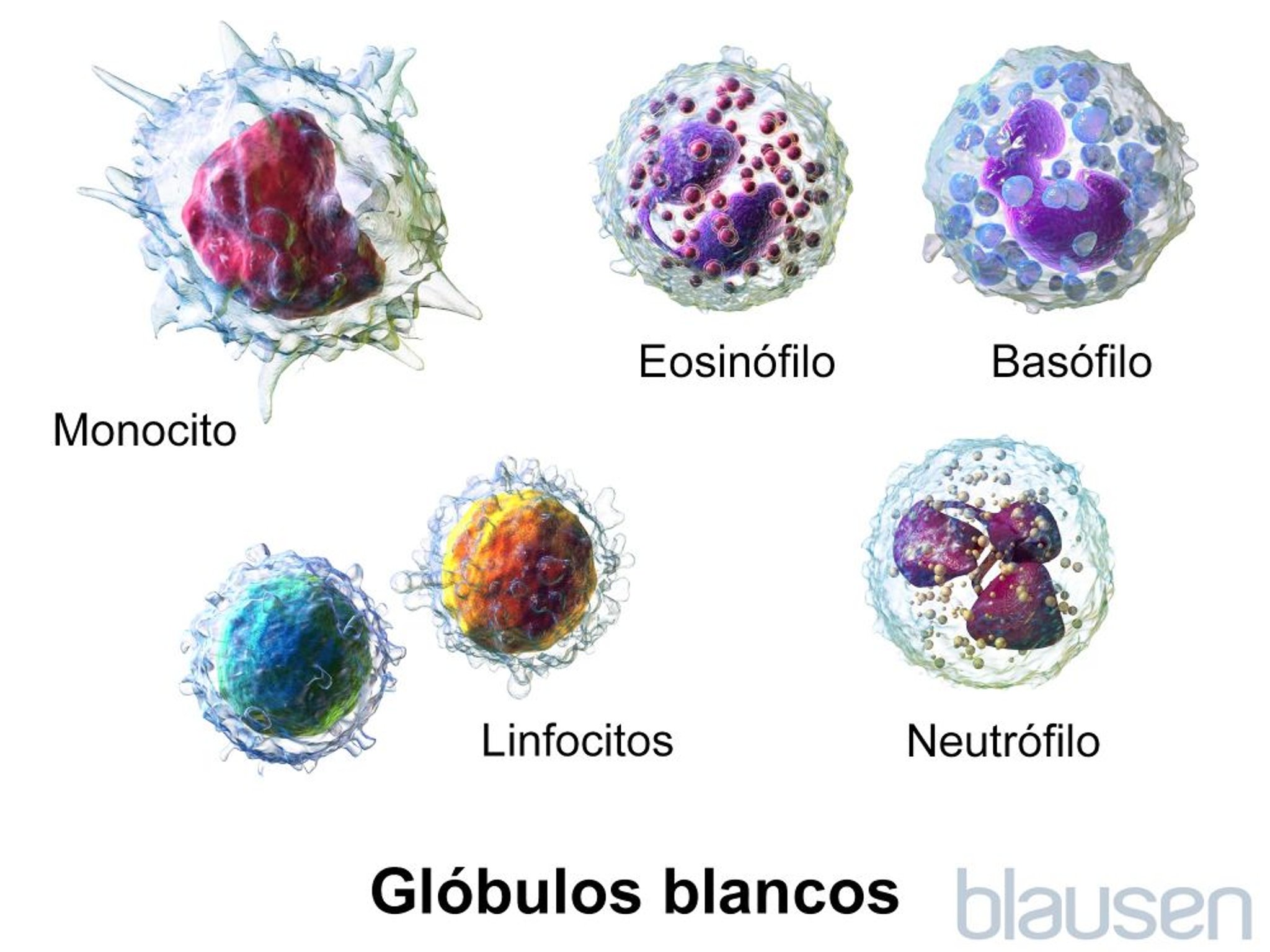 Glóbulos blancos (leucocitos)