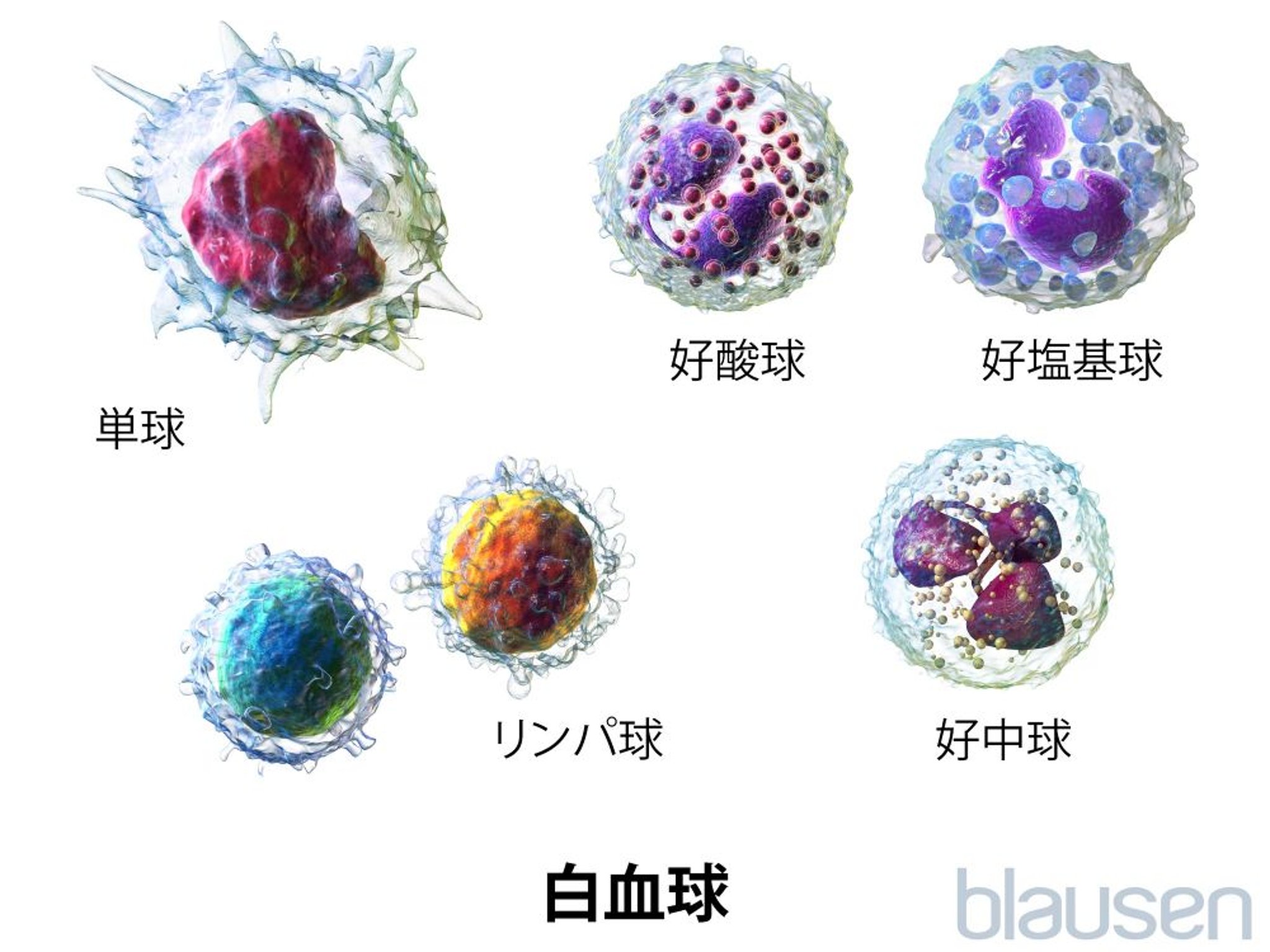 白血球