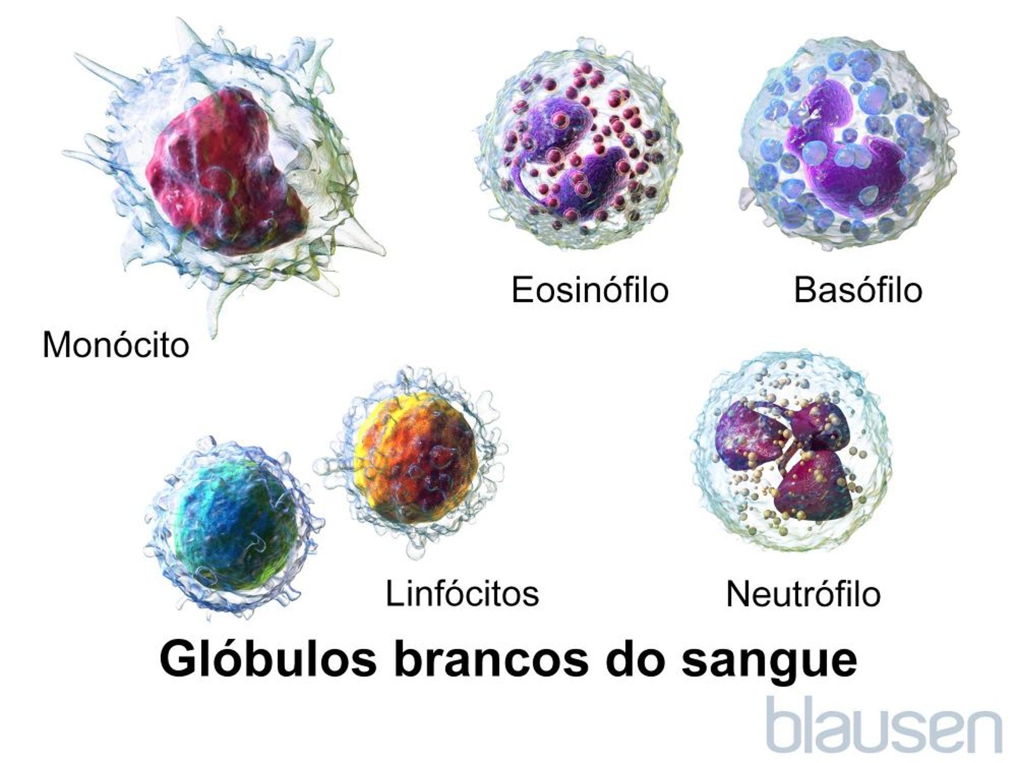 Glóbulos brancos