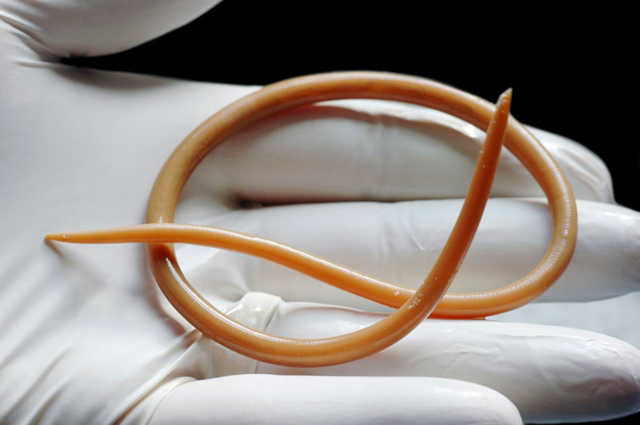 <i >Ascaris lumbricoides</i>