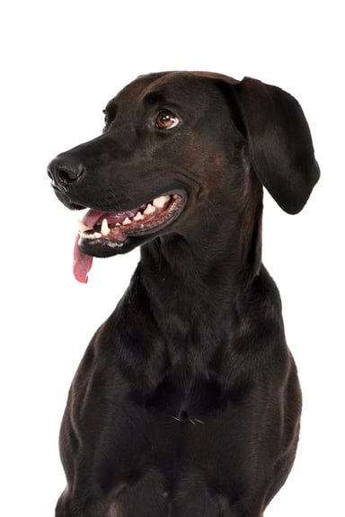 vet28patient