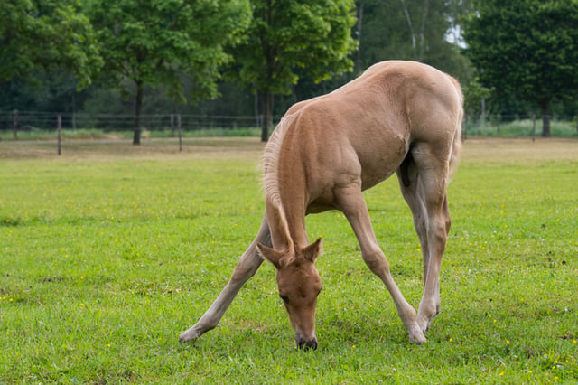 vet31patient