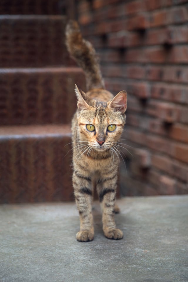 vet33patient