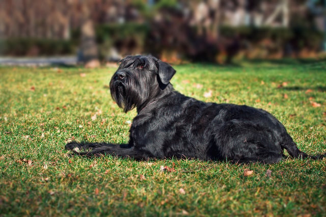 vetpatient26