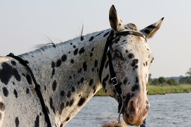 vetpatient29