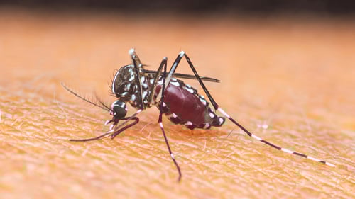 Chikungunya Disease