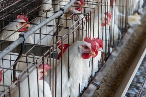 Understanding Highly Pathogenic Avian Influenza (HPAI) and Minimizing Transmission Risk